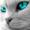 Cat with blue green eyes