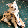Dog with scarf