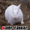 Killer Rabbit!