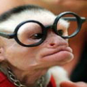Monkey Wearing Specs
