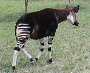 Okapi (closest relative to the giraffe)