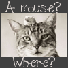 Where`s the mouse